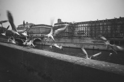 Birds flying over city against clear sky