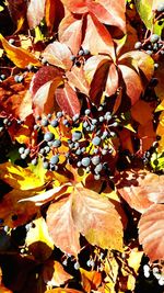 Close-up of autumn leaves