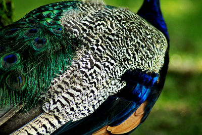 Close-up of peacock
