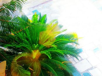 Close-up of palm tree against sky