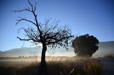 Silhouette bare tree on field against sky