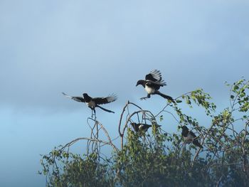 Low angle view of birds flying in the sky