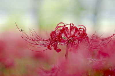 Close-up of red flowers against blurred background