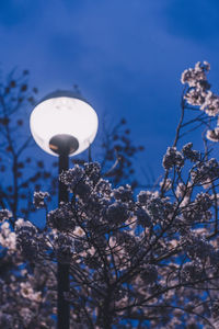 Low angle view of cherry blossoms against sky at night