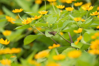 Close-up of butterfly pollinating flower