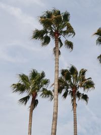 Low angle view of palm tree against sky