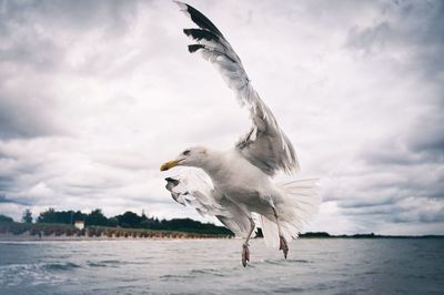 Seagull flying over sea against sky