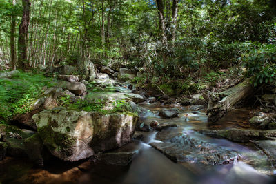 Stream flowing through rocks in forest