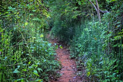 Narrow walkway along plants in forest