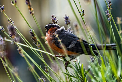 Bird perching on plants