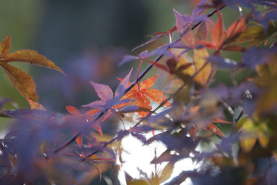 Close-up of maple leaves on tree during autumn