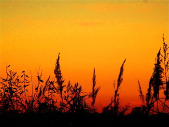 Close-up of silhouette plants on field against orange sky