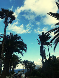 Low angle view of palm trees against sky