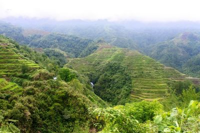 Scenic view of green landscape