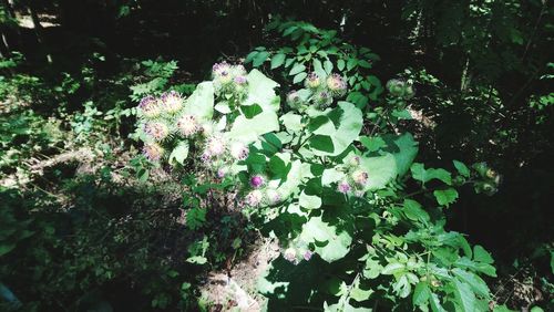 High angle view of flowering plant