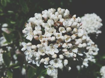 Close-up high angle view of white flowers