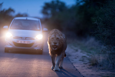 View of dog on road in city