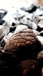 Close-up of chocolate on log