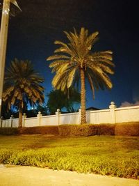 Palm trees against sky