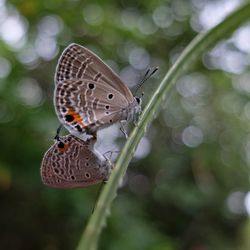 Close-up of butterfly perching on plant