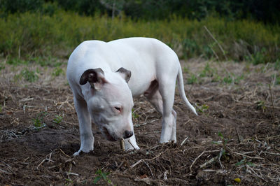 Full length of dog standing on field