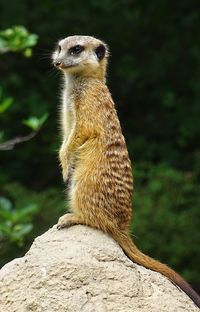 Meerkat perchinperching on rock