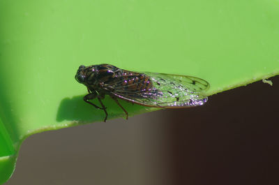 Close-up of insect on leaf