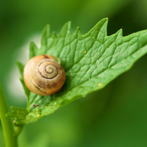 Close-up of snail on leaf