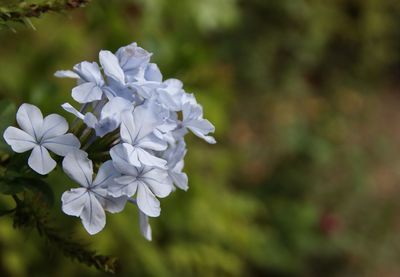 Close-up of white flowering plant