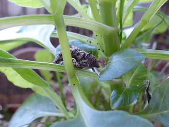 Close-up of insect on plant