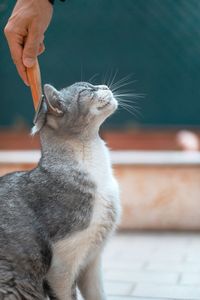 Close-up of hand holding cat