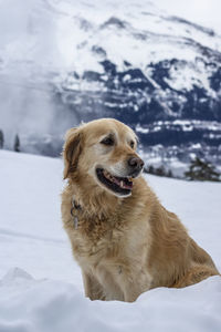 Dog looking away on snowcapped mountain