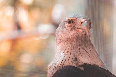 Close-up portrait of bird