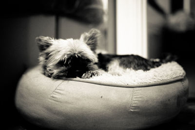 Close-up of a dog sleeping at home