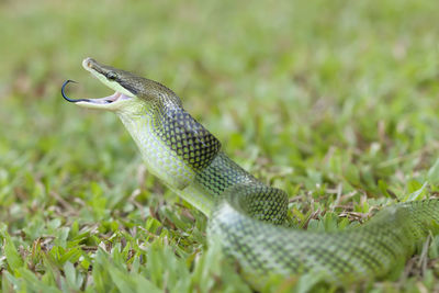 Close-up of lizard on land