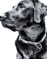 Close-up of a dog looking away