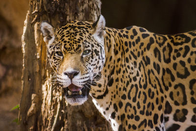 Close-up portrait of tiger