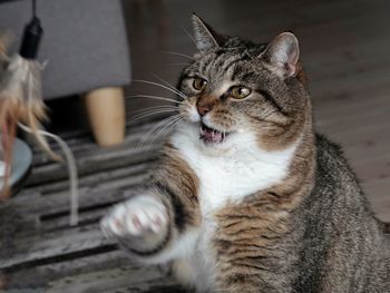 Close-up of cat looking away
