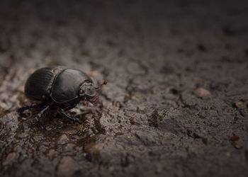 Close-up of insect on sand