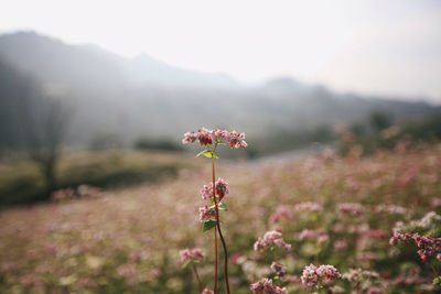 Close-up of flowering plant on field against sky