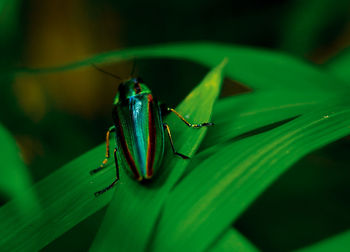 Close-up of insect on leaf