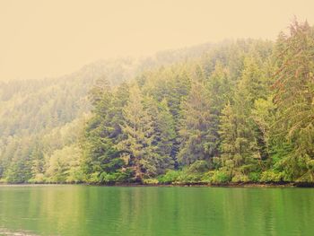 Scenic view of lake in forest