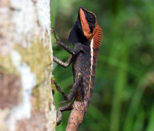 Close-up of a lizard on tree