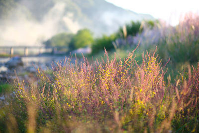 Scenic view of flowering plants on field against sky