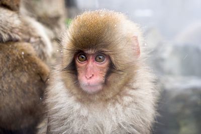 Portrait of monkey