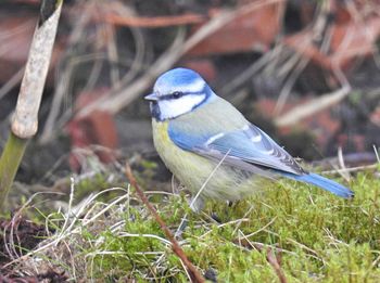 Close-up of bird perching on grass