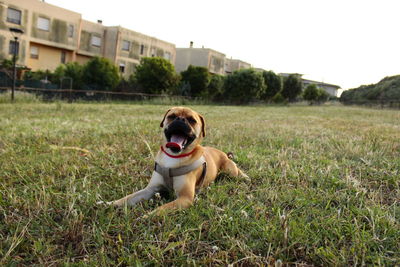 Portrait of dog sticking out tongue on field