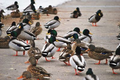 Mallard ducks on pier