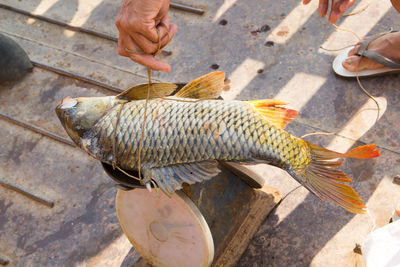 High angle view of hand holding fish