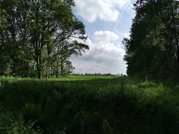 Scenic view of grassy field against sky